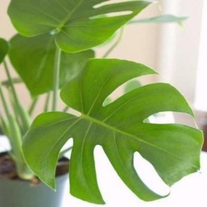 zz plants