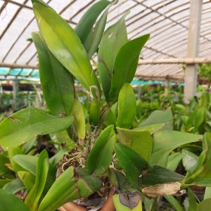 dracaena lisa